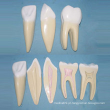 Modelo normal de anatomia dos dentes do corpo normal humano (R080118)